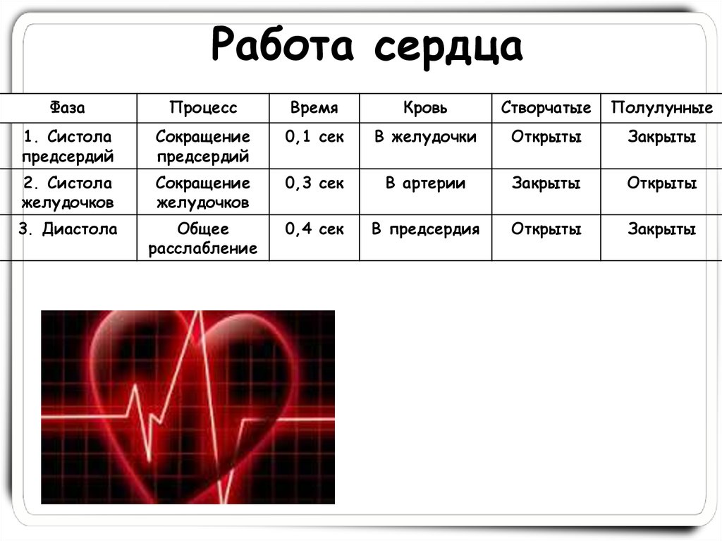 Работа сердца таблица. Процесс работы сердца. Фаза работы сердца когда закрыты створчатые. Физика работы сердца