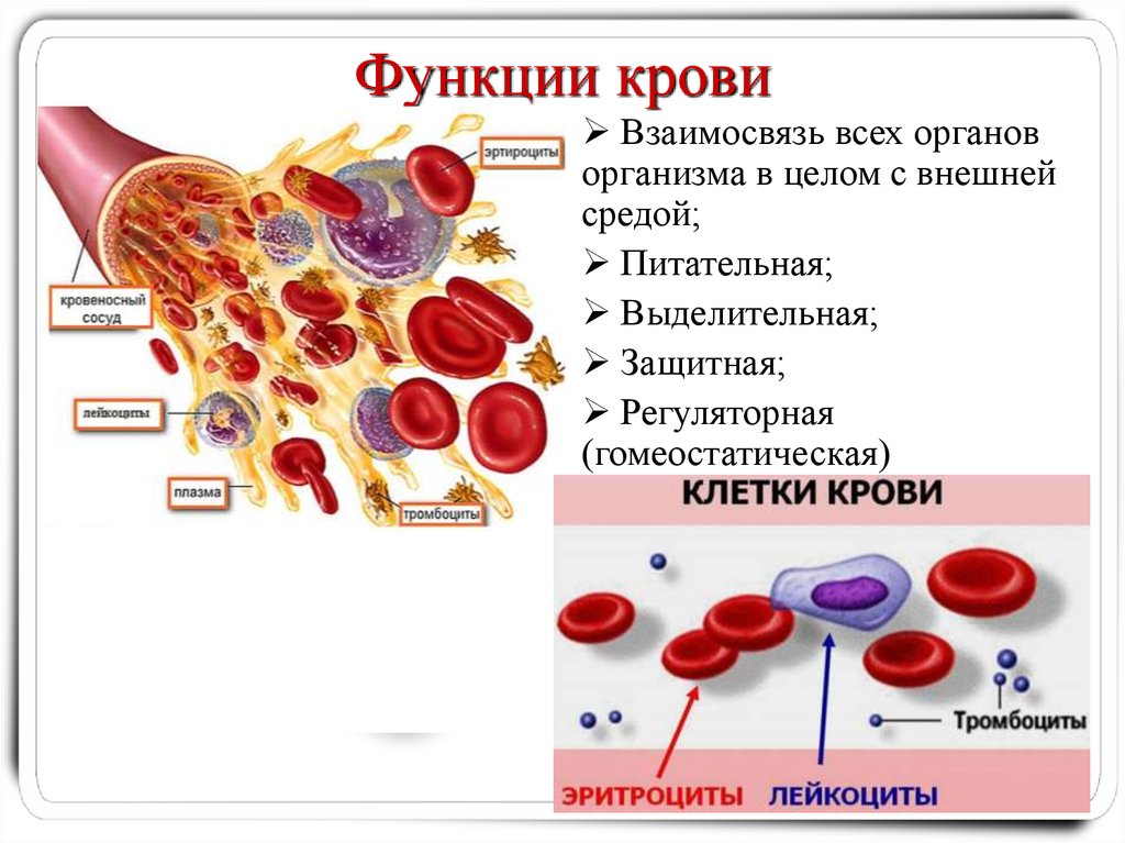 Какого размера кровь. Функции крови анатомия. Функции крови состав крови физиология. Выделительная функция крови. Функции крови в организме человека схема.