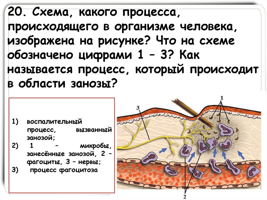 Процесс происходящий в организме человека. Процессы происходящие в организме. Какие процессы проходят в организме человека. Схемы процесса происходящих в организме. Схема какого процесса происходит в организме человека изображена.