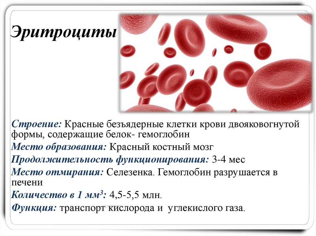 Гемоглобин при язве. Эритроциты строение клетки. Функции эритроцитов в крови кратко. Строение клетки крови эритроциты. Эритроциты анатомия строение.