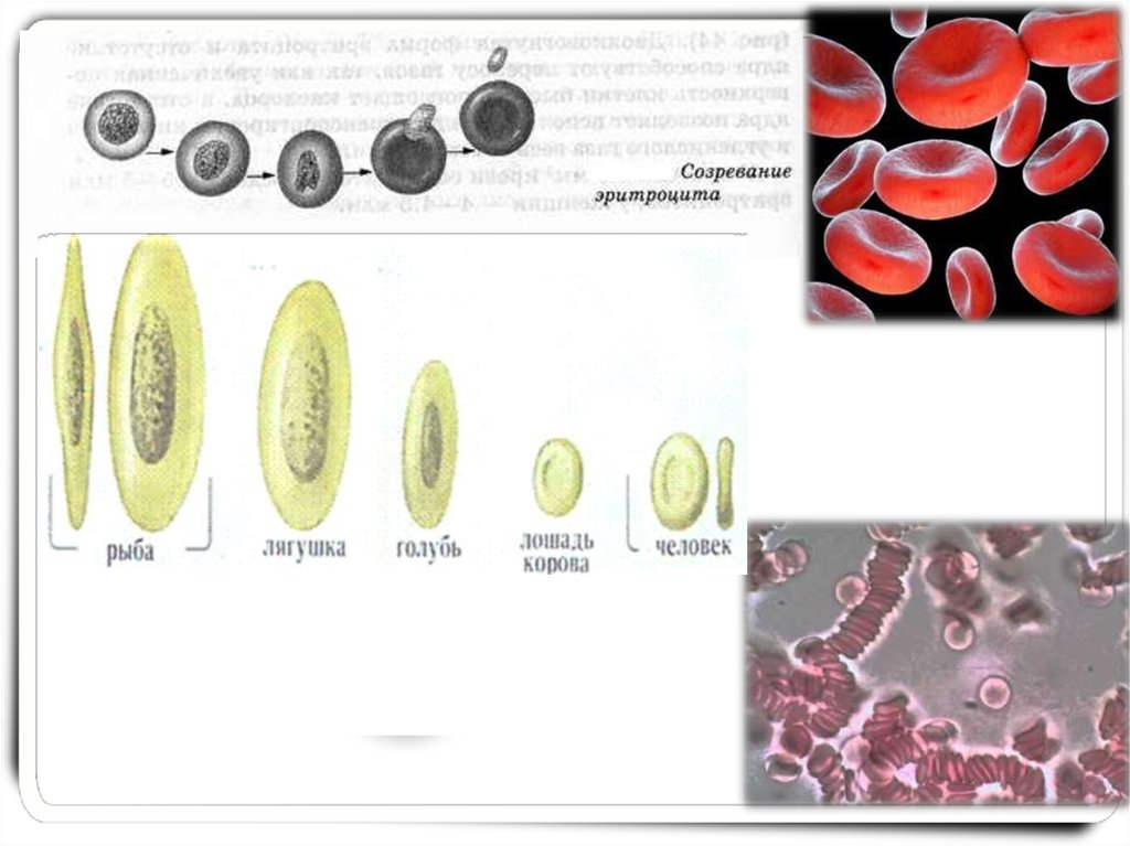 Эритроцит лягушки рисунок. Созревание эритроцитов. Форма эритроцитов человека и лягушки. Созревание эритроцита человека. Эритроциты созревают.