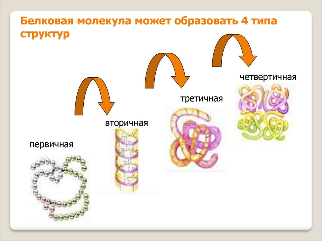 Формы белковых молекул. Третичная структура белковой молекулы. Структуры белка первичная вторичная третичная четвертичная. Что образуют белки. Пространственная организация белков.