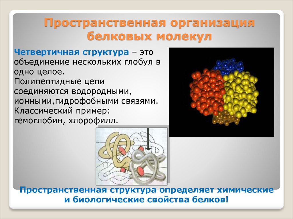 Пространственная организация белковых молекул