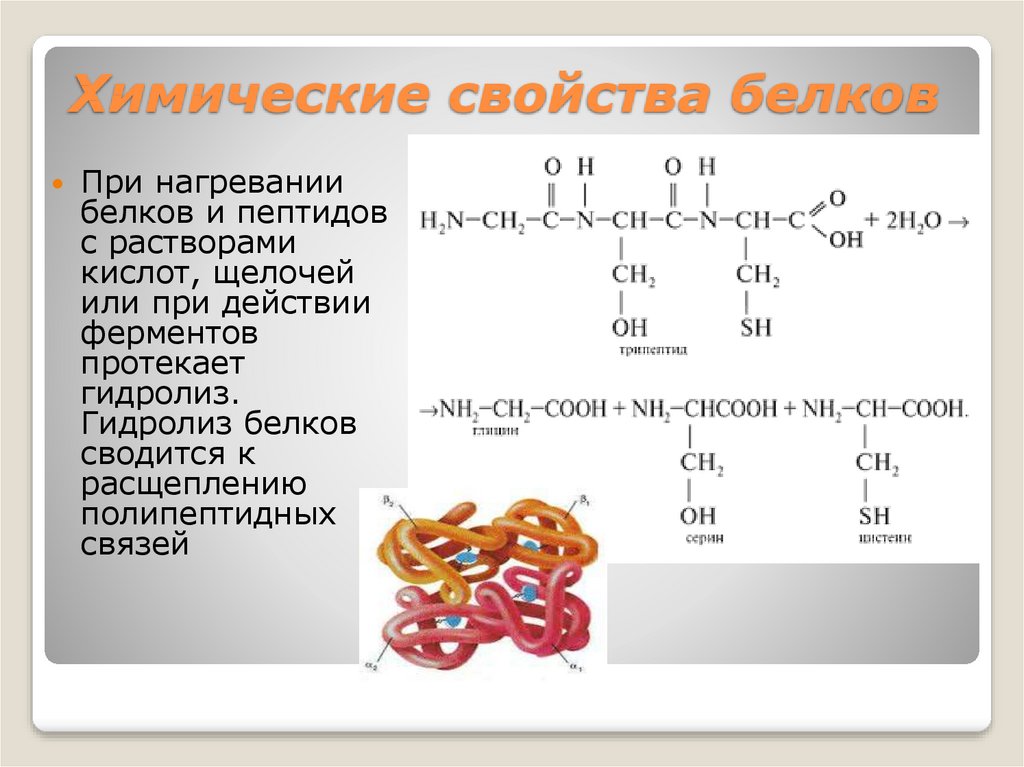 Химические свойства белков