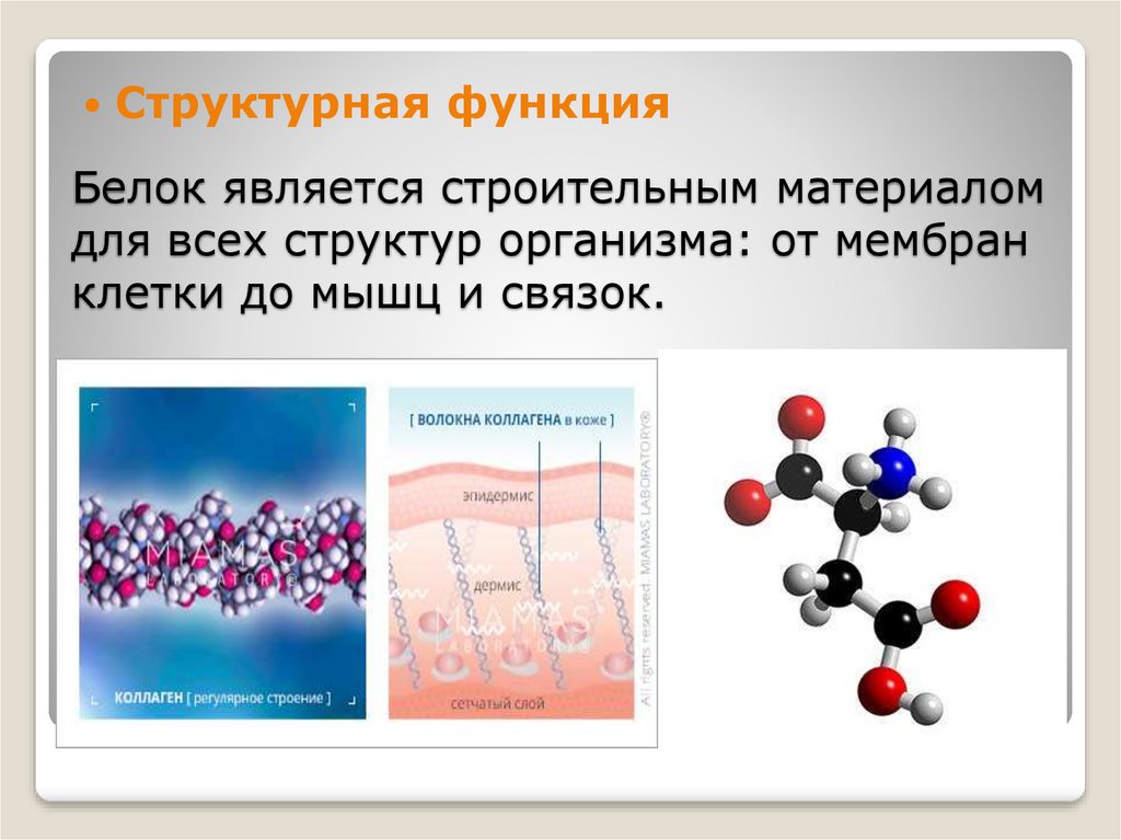 Белки являются. Структурная функция белков. Структурная функция белка. Белок строительный материал для организма. Структурная функция белков является.