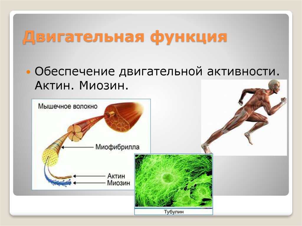 Белки выполняющие двигательную функцию