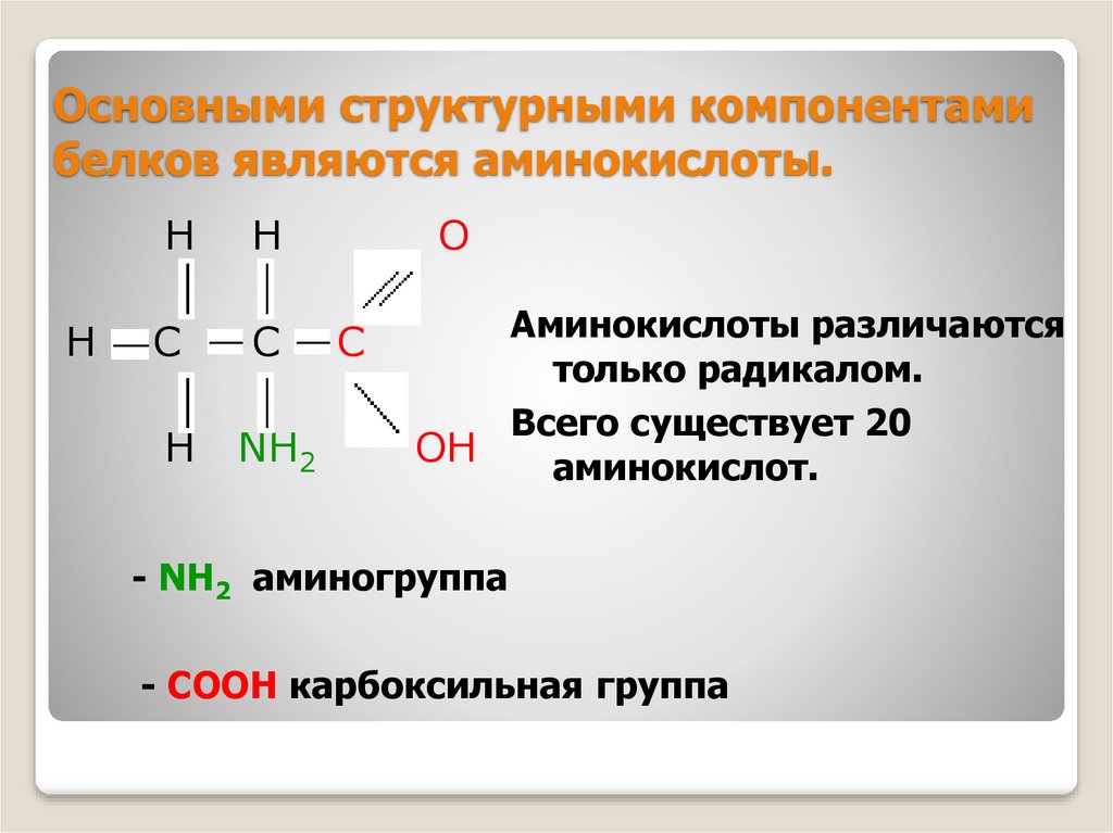 Главные аминокислоты. Аминокислоты являются структурными компонентами. Аминокислоты структурные компоненты. Аминокислотой является. Аминокислота является структурным компонентом.