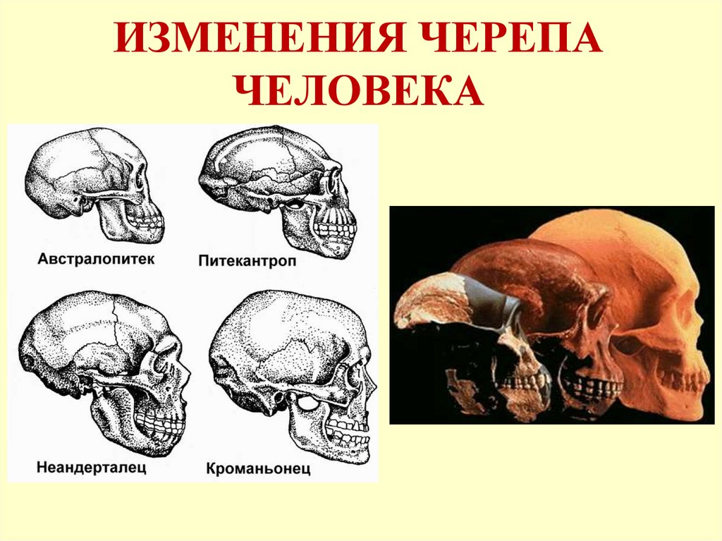 Объем мозга питекантропа. Изменение черепа человека. Изменении человеческие черепа. Черепа кроманьонцев и неандертальцев австралопитеков.