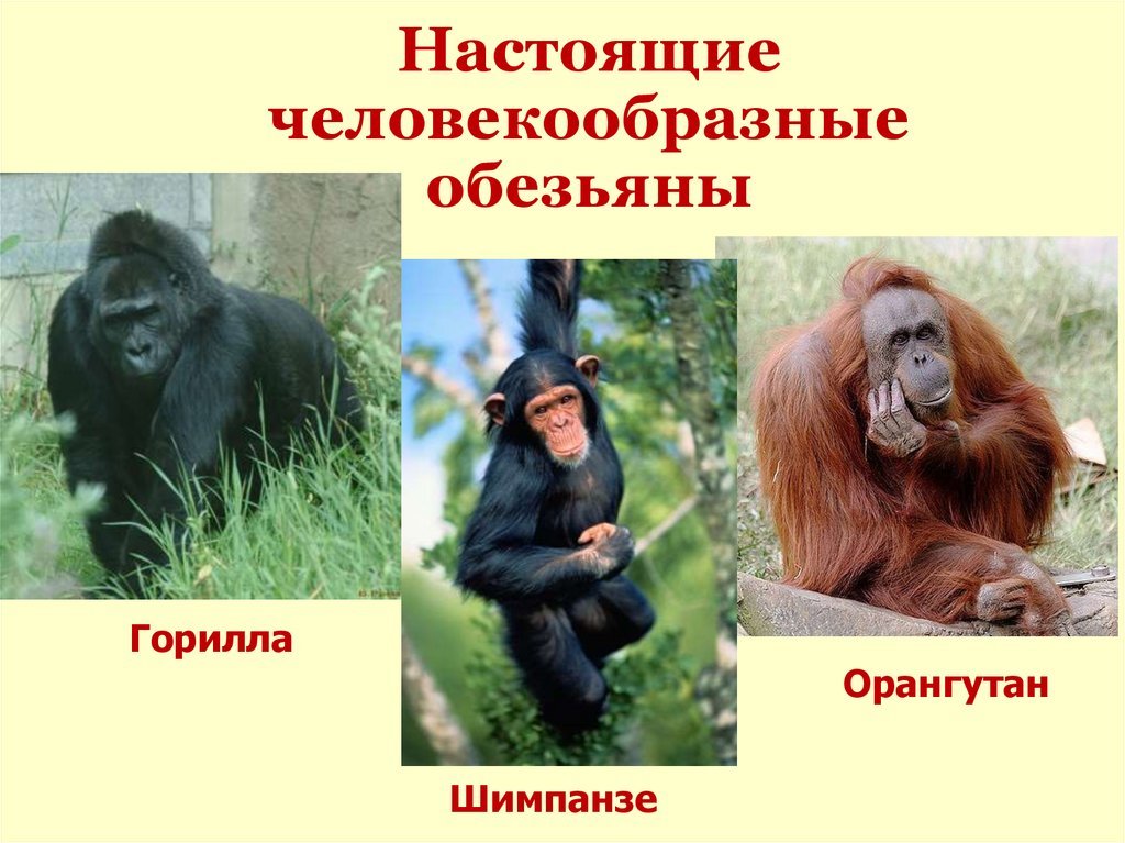 Горилла человекообразная обезьяна. Человекообразные обезьяны гориллы. Человекообразные обезьяны орангутанг. Приматы (человекообразные обезьяны). Шимпанзе человекообразные.