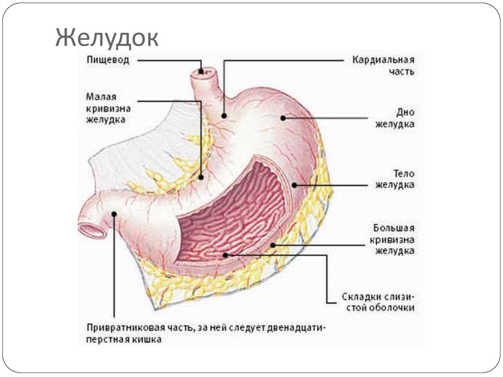 Пищевод складки слизистой. Кардиальная часть желудка. Части желудка анатомия. Кардиальное отверстие желудка.