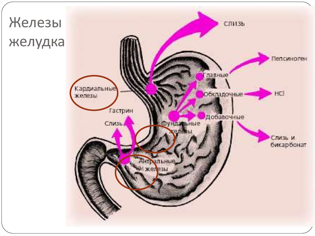 Клетки слизистой желудка вырабатывают. Секреторная функция желудка. Железы желудка. Расположение желез желудка. Обкладочные железы желудка.