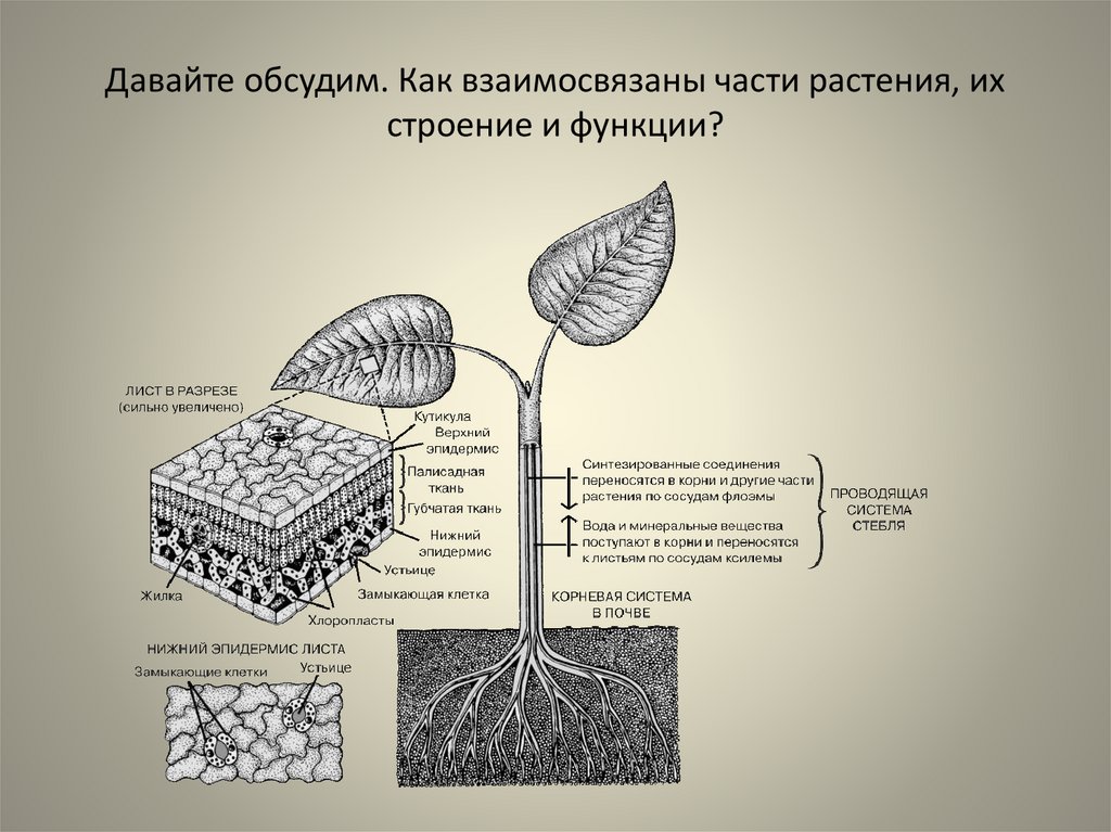 Как происходит поступление воды в лист. Процессы жизнедеятельности растений. "Процессы жизнедеятельности растени. Схема жизнедеятельности растений. Основные процессы растений.