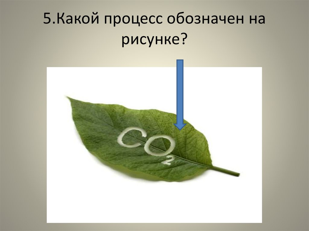 Каким номером на рисунке обозначен процесс в результате которого при участии ферментов объединяются