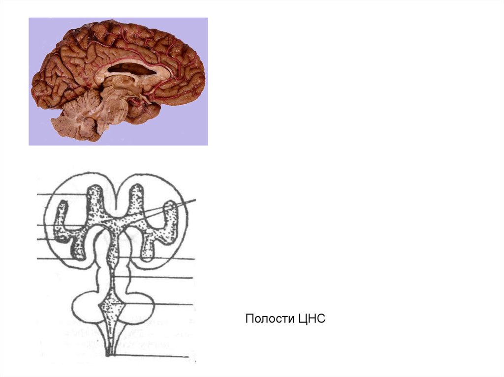 Полости ЦНС схема. Полости нервной системы головного мозга. Полости центральной нервной системы. Задний мозг полость