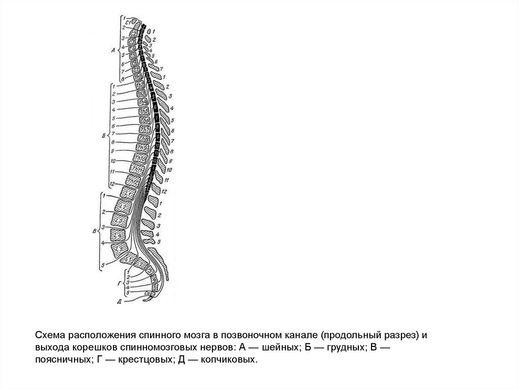 Сегменты кратко. Схема расположения сегментов спинного мозга. Шейный отдел спинного мозга строение. Сегменты поясничного отдела спинного мозга. Спинной мозг схема отделы спинного мозга.