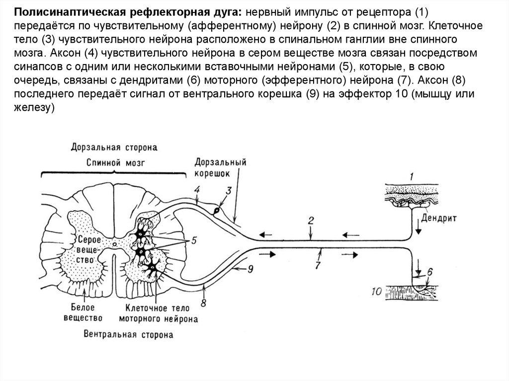 Спинномозговой нерв рефлекторная дуга. Схема проведения нервного импульса. Схема рефлекторной дуги полисинаптического спинального рефлекса. Схема передачи импульса рефлекторной дуги. Схема рецепторов нервной системы.