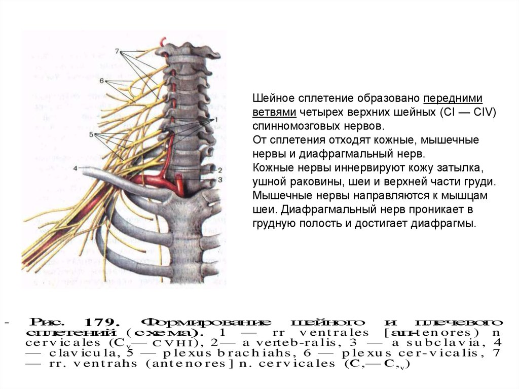 Сколько пар спинномозговых нервов отходит от спинного