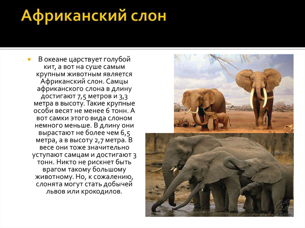 Рост африканского слона. Африканский слон. Высота африканского слона. Африканский слон экологический критерий.