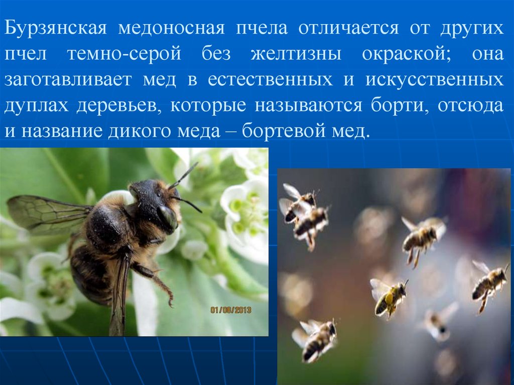 Пчела функция которой распространение генофонда улья называется