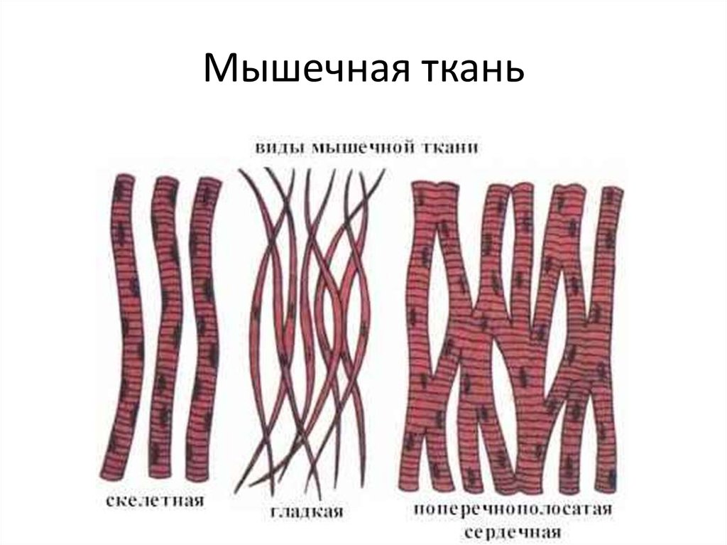 Мышечные ткани презентация