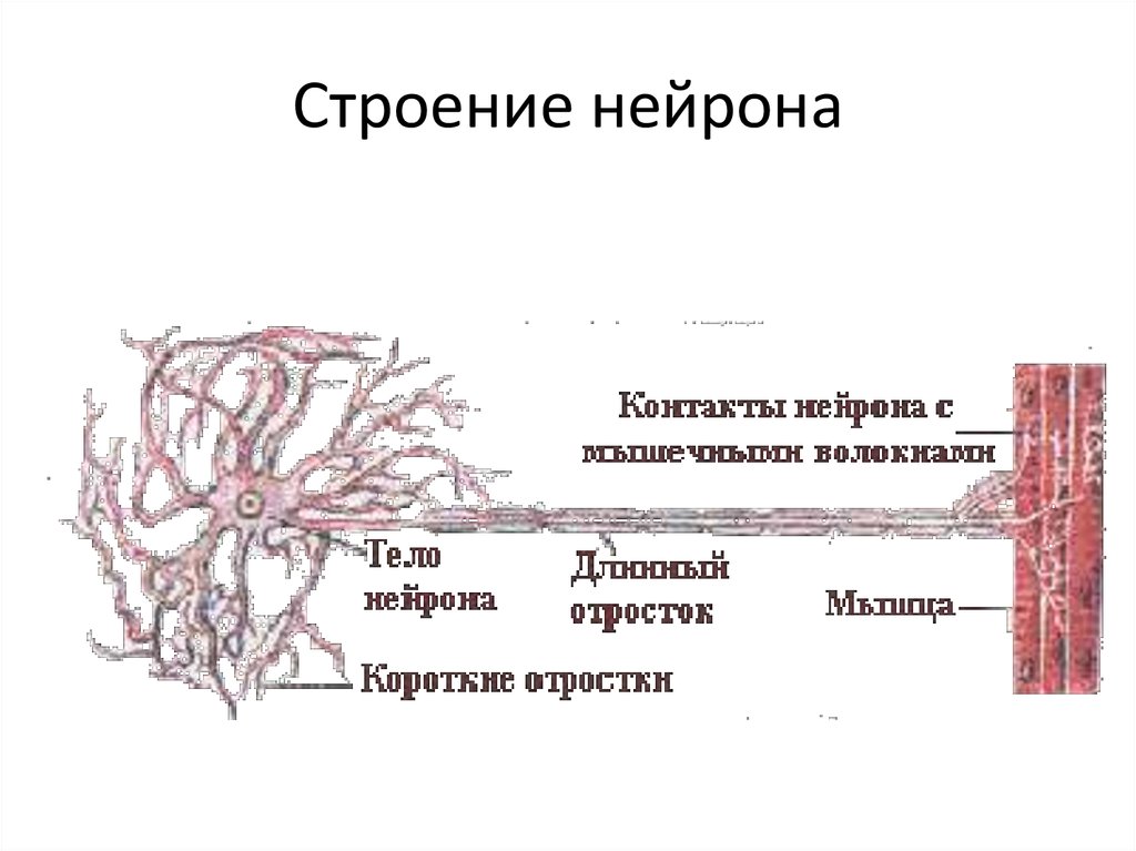 Короткие отростки нейронов образуют