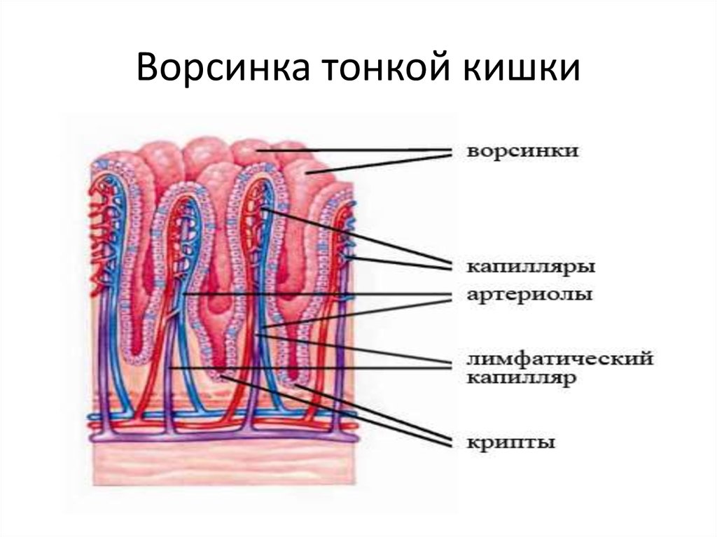 Кишечные ворсинки характерны для. Схема строения кишечной ворсинки. Строение ворсинки тонкого кишечника анатомия. Схема строения ворсинки тонкой кишки анатомия. Строение ворсинки тонкой кишки.