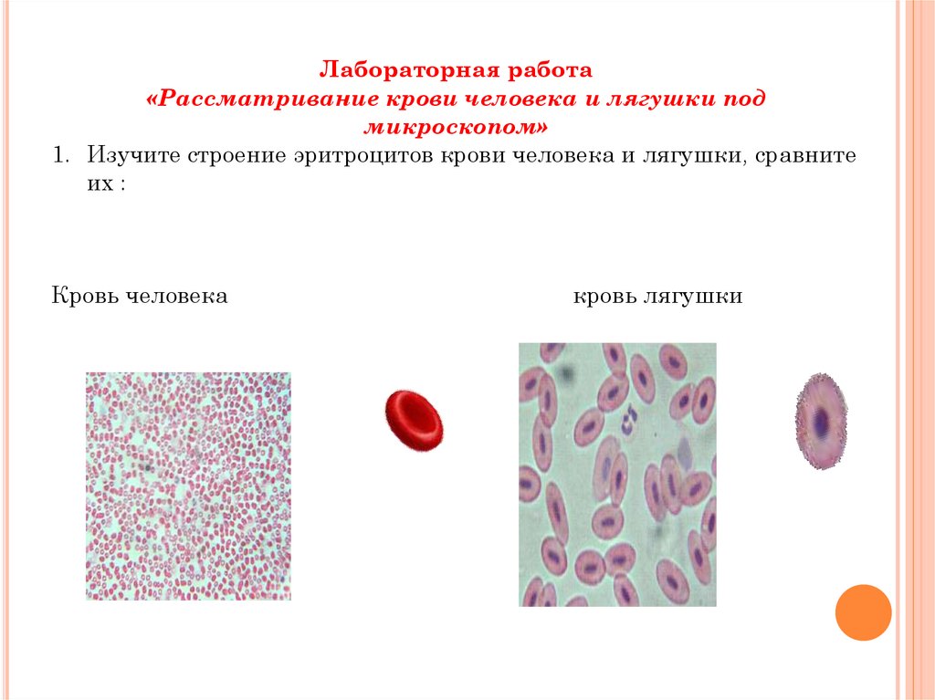 Укажите какой цифрой на рисунке обозначены эритроциты лягушки а какой эритроциты человека