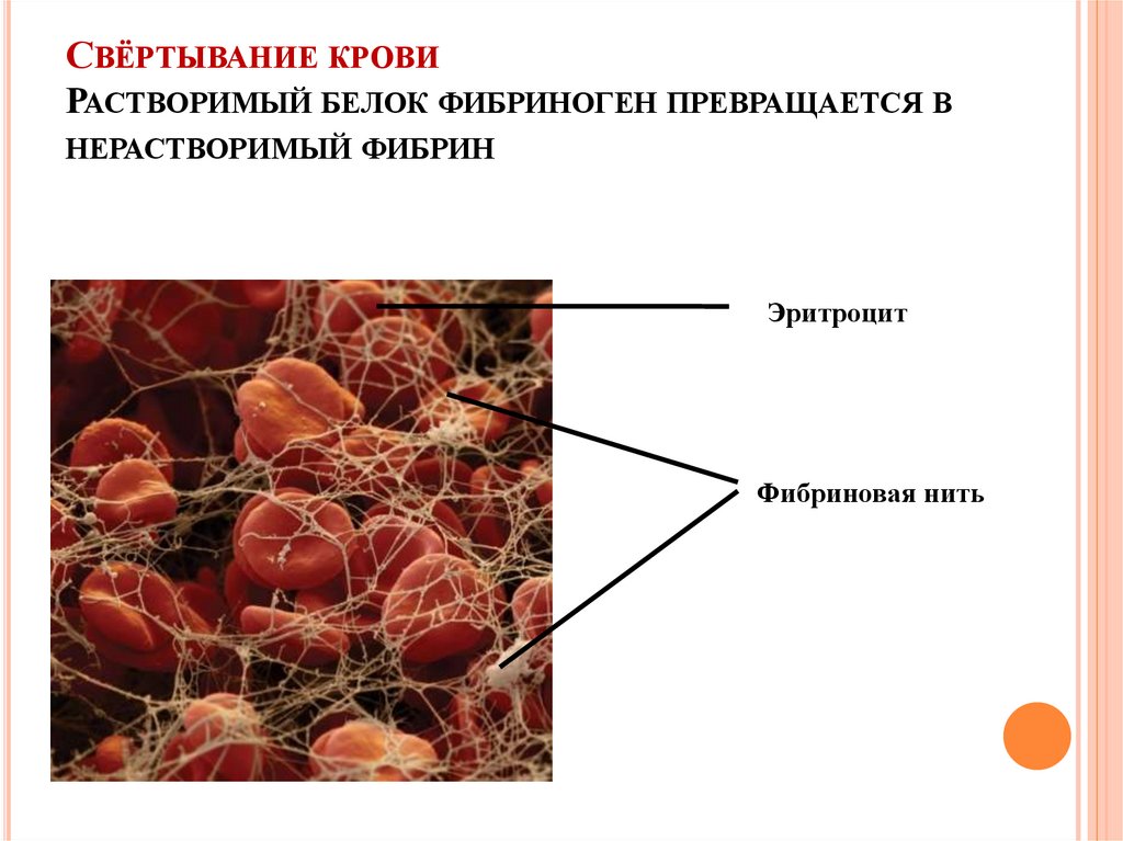 Участвуют в свертывании. Нерастворимый белок фибрин. Белок плазмы участвующий в свертывании крови. Белки участвующие в свертывании крови. Растворимый белок фибриноген превращается в нерастворимый фибрин.