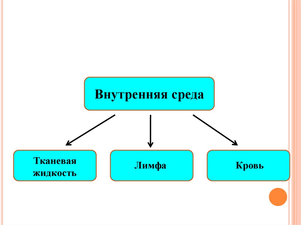 Внутренняя среда тканевая жидкость