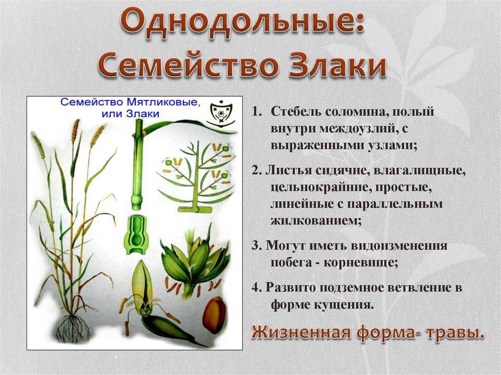 Презентация семейство однодольные 6 класс