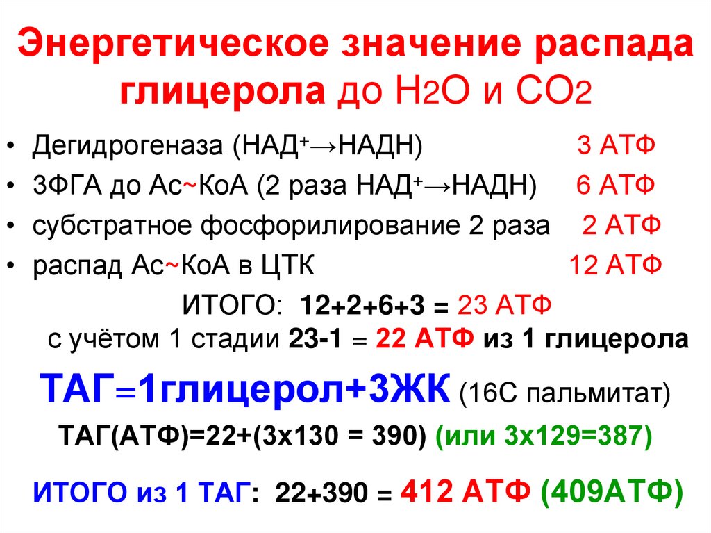 Значение энергетического обмена