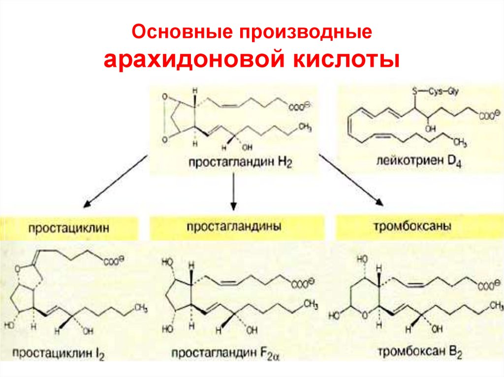 Арахидоновая кислота формула. Биологическая роль арахидоновой кислоты. Производные арахидоновой кислоты биохимия. Формула арахидоновой кислоты
