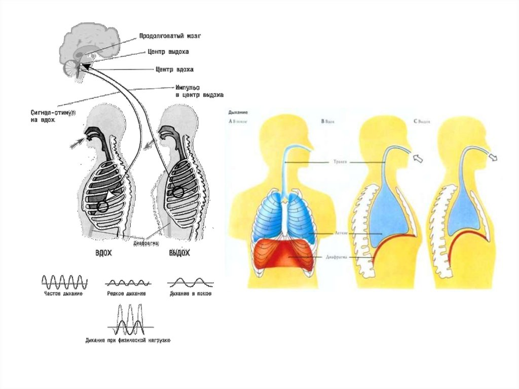 Механизм вдоха и выдоха схема