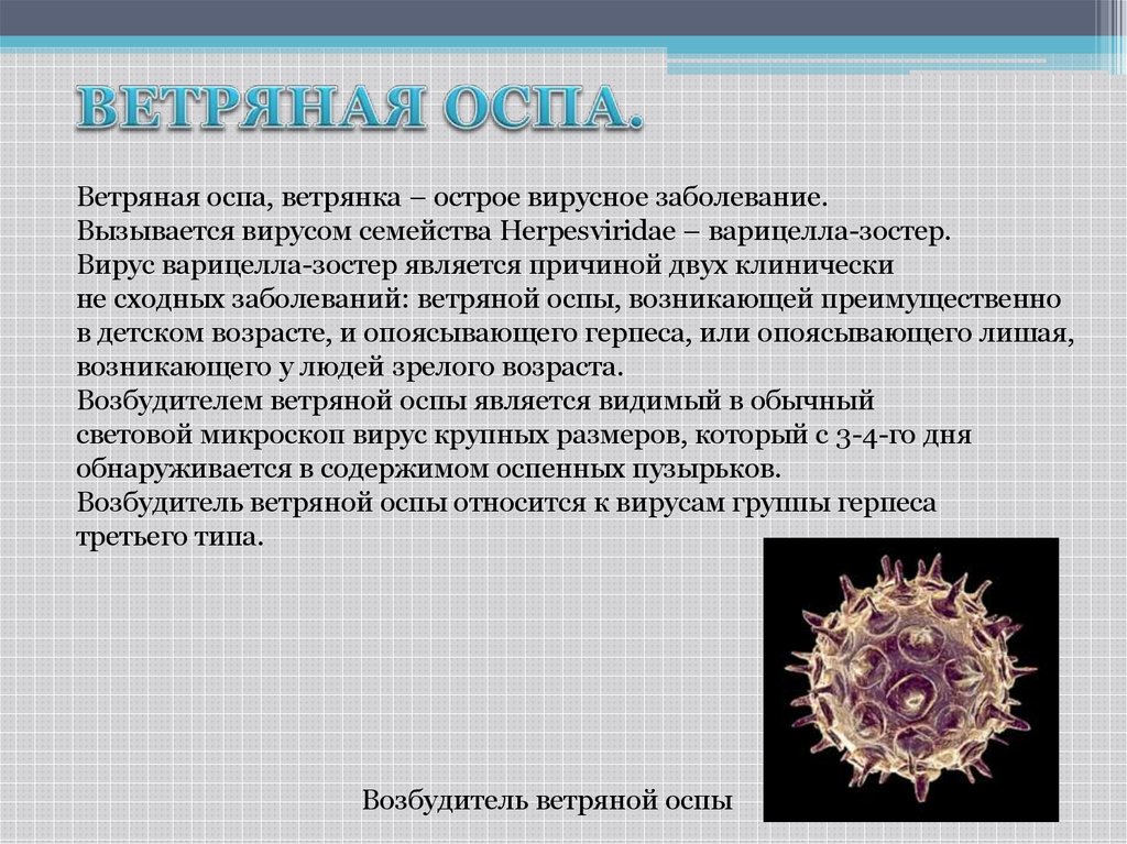 Анамнез ветряной оспы. Ветряная оспа вирус строение. Вирус ветряной оспы клиническая картина. Ветряная оспа возбудитель. Вирус возбудителя ветрянойосп.