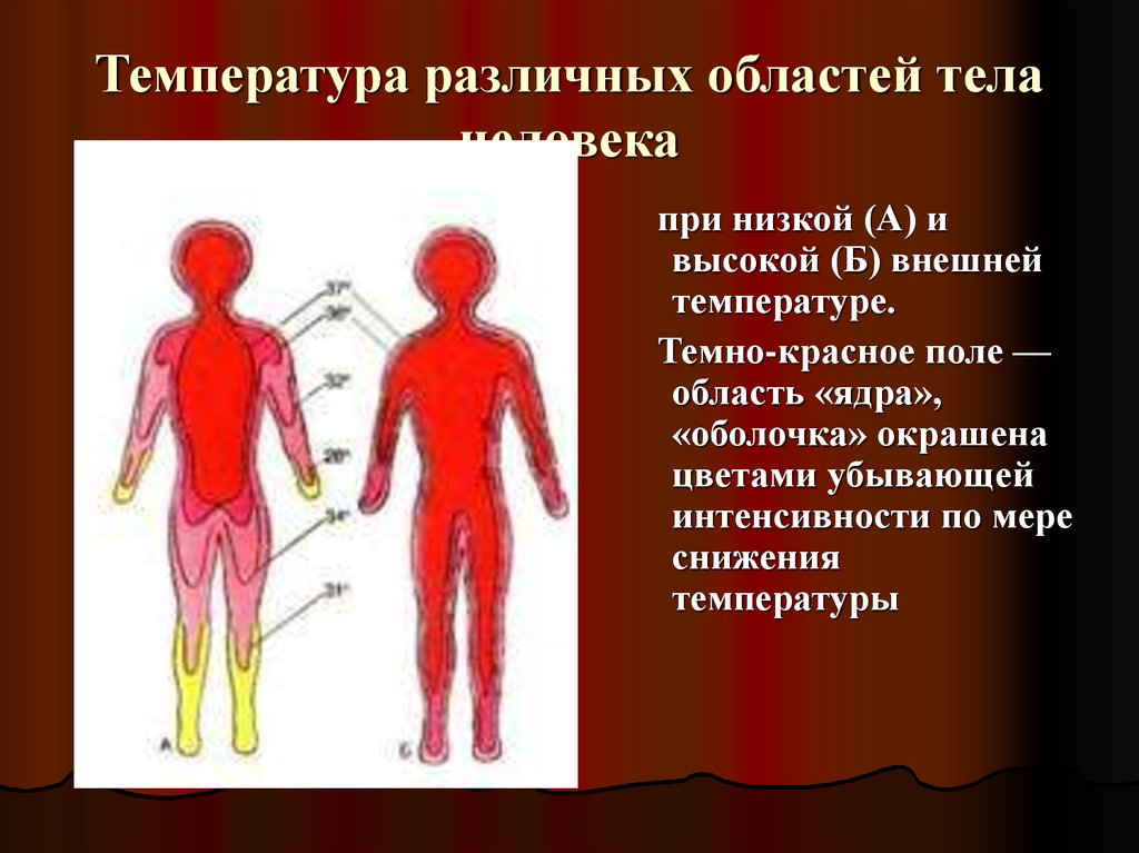 Области тела человека температура. Температура тела человека. Терморегуляция человека. Процесс терморегуляции организма. Принципы терморегуляции в человеческом организме.