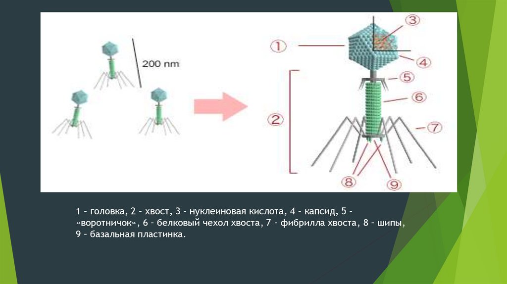 Белковый капсид. Кто открыл бактериофаги. Кроссворд бактериофаги. Для чего нужен хвост бактериофагу. Зачем нужны хвостовые нити бактериофага.