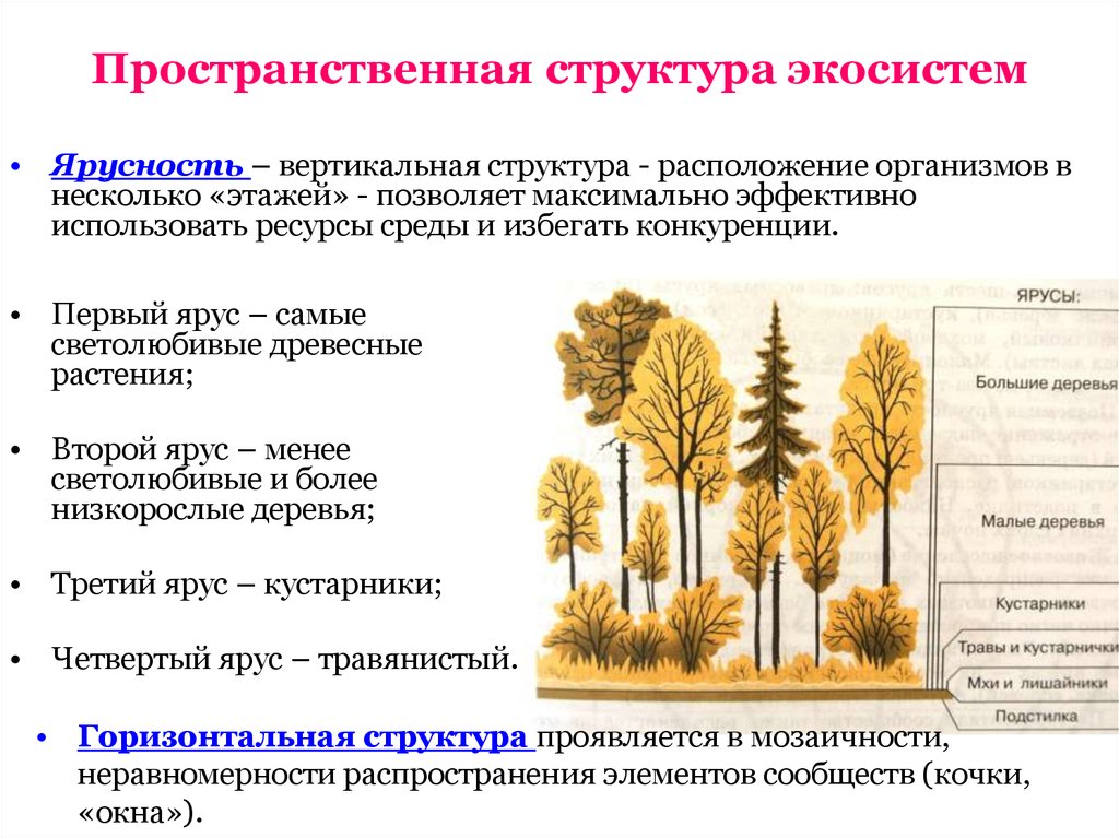 Видовой состав природная. Пространственная структура экосистемы: мозаичность и ярусность. Пространственная структура биоценоза ярусность. Пространственная структура экосистемы ярусность. Пространственная структура биоценоза горизонтальная.