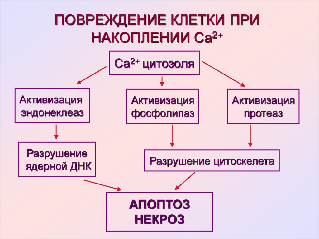 Ушиб клетки. Причины повреждения клетки. Основные причины повреждения клеток. Этапы повреждения клетки. Причины повреждения клетки патофизиология.