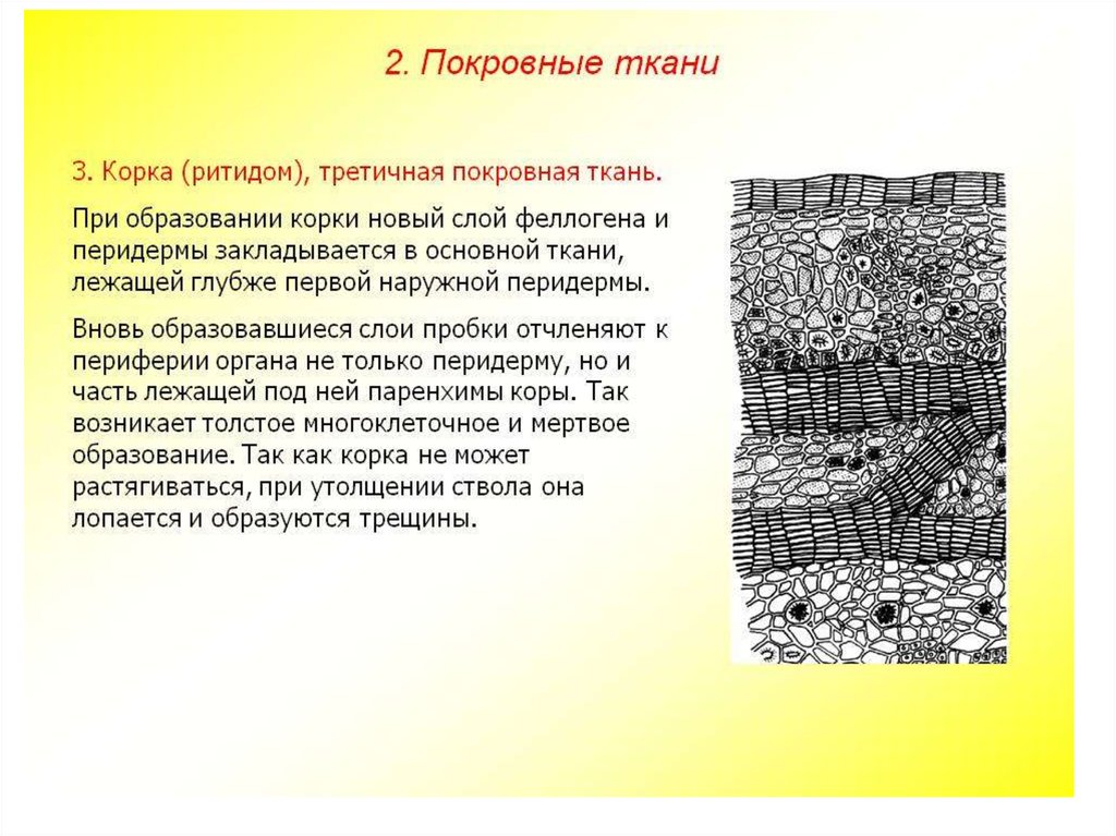 Функции покровной ткани. Покровная ткань растений корка. Корка (ритидом), третичная покровная ткань.. Ритидом строение и функции. Покровная ткань корка у растений строение.