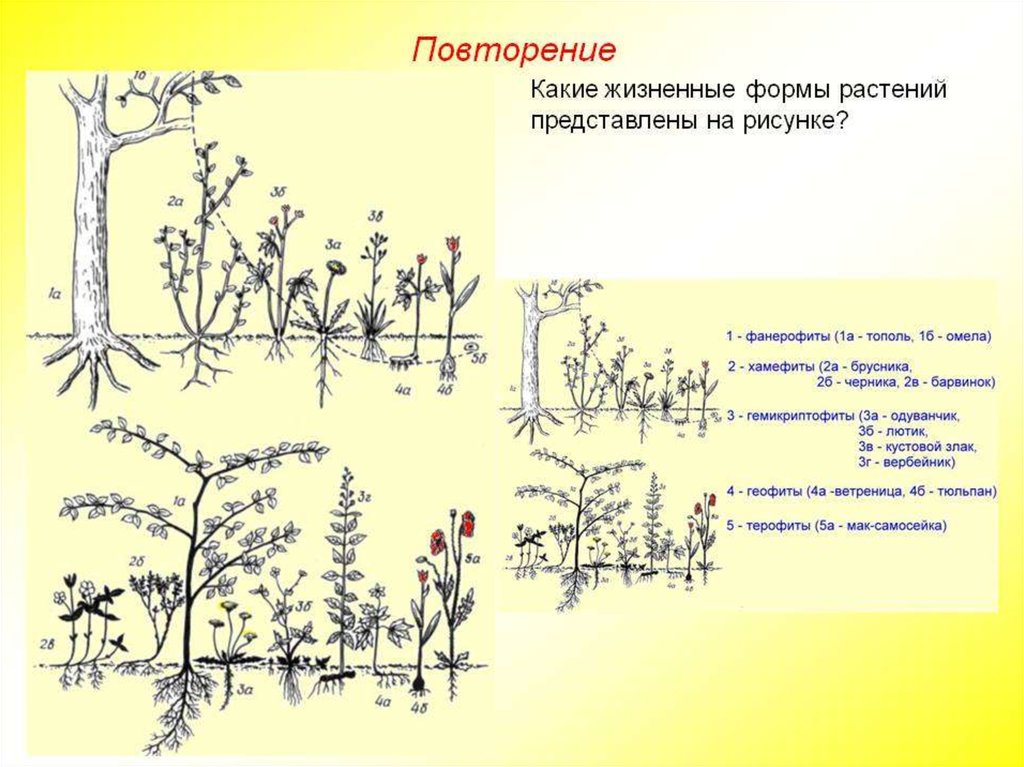 Нарисовать жизненные формы растений