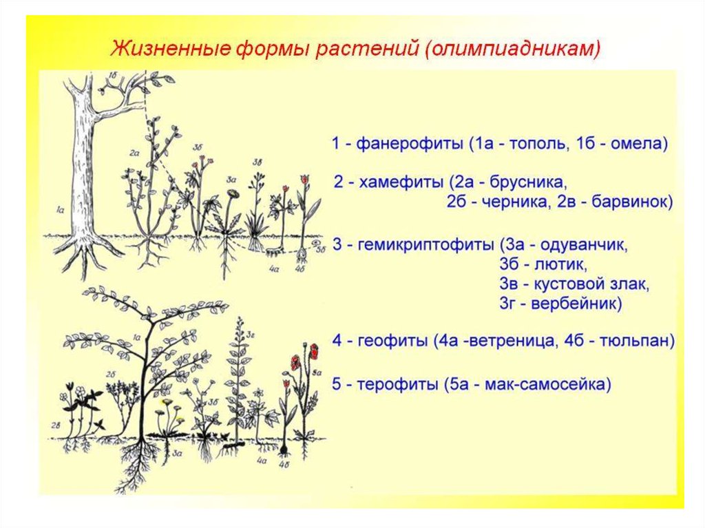 Жизненные формы растений презентация