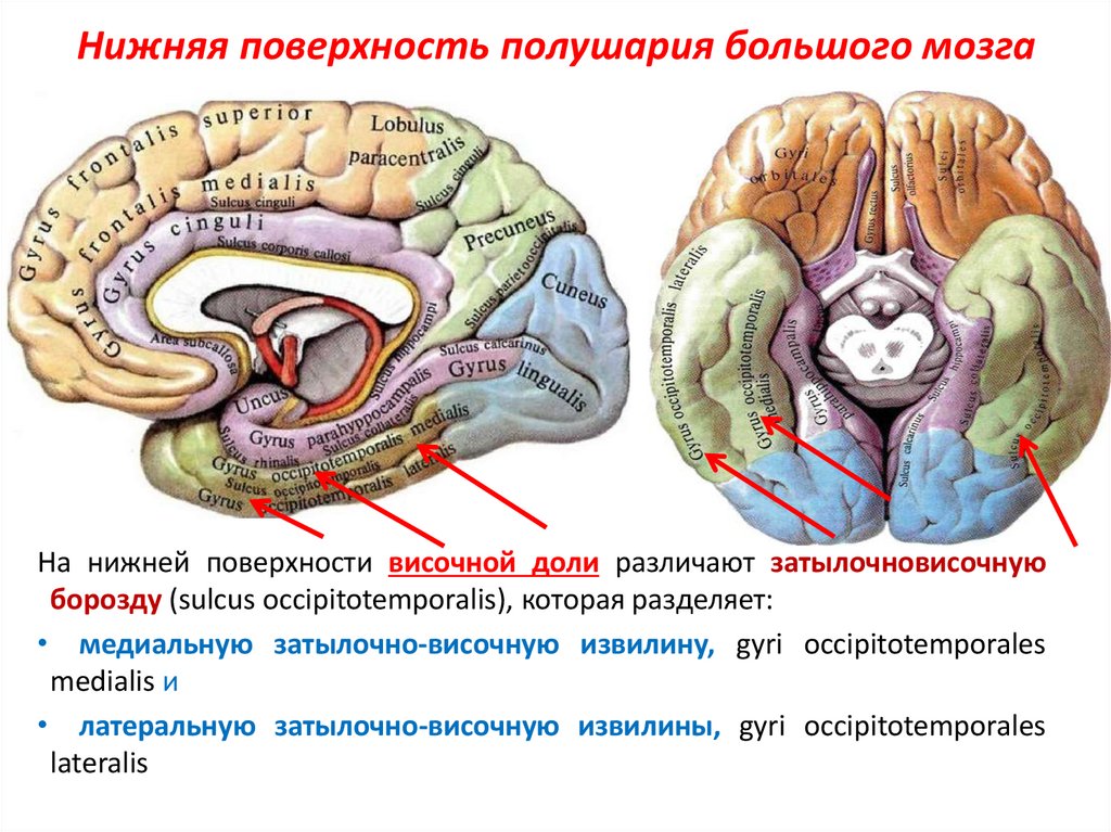 Складчатая поверхность головного мозга. Доли борозды и извилины больших полушарий анатомия. Нижняя поверхность головного мозга извилины. Борозды и извилины нижней поверхности полушария большого. Борозды и извилины нижней поверхности больших полушарий.