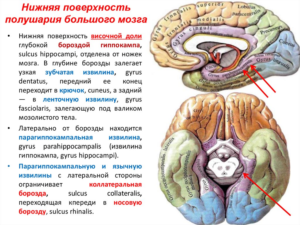 Расширение борозд мозга. Борозды полушарий большого мозга. Полушария конечного мозга. Конечный мозг анатомия борозды и извилины. Капсулы конечного мозга анатомия.