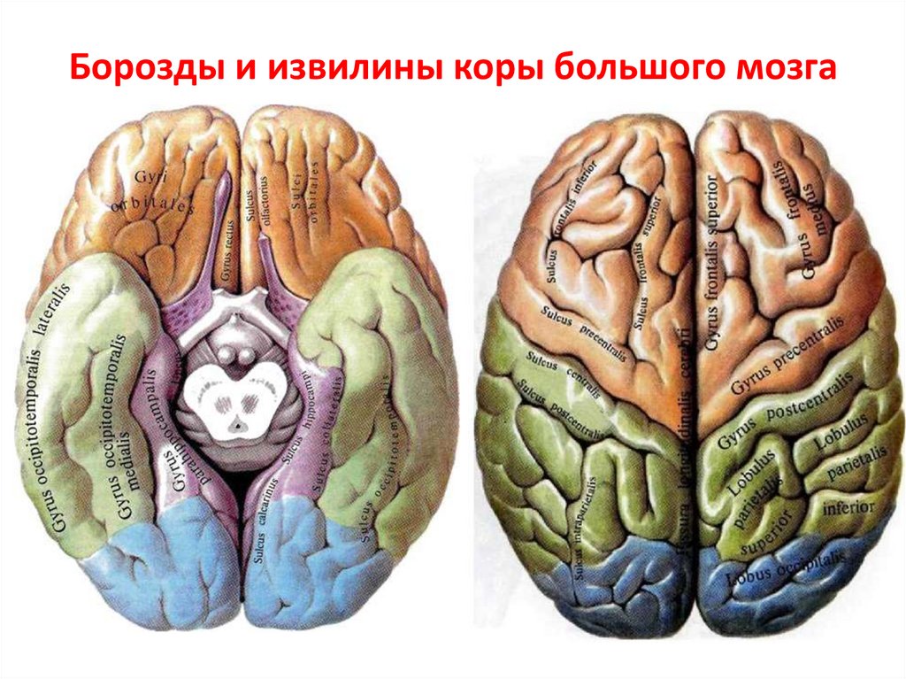 Центральная извилина мозга. Извилины головном мозге анатомия. Борозды и извилины головного мозга. Анатомия коры головного мозга доли борозды извилины. Борозды и извилины коры больших полушарий.