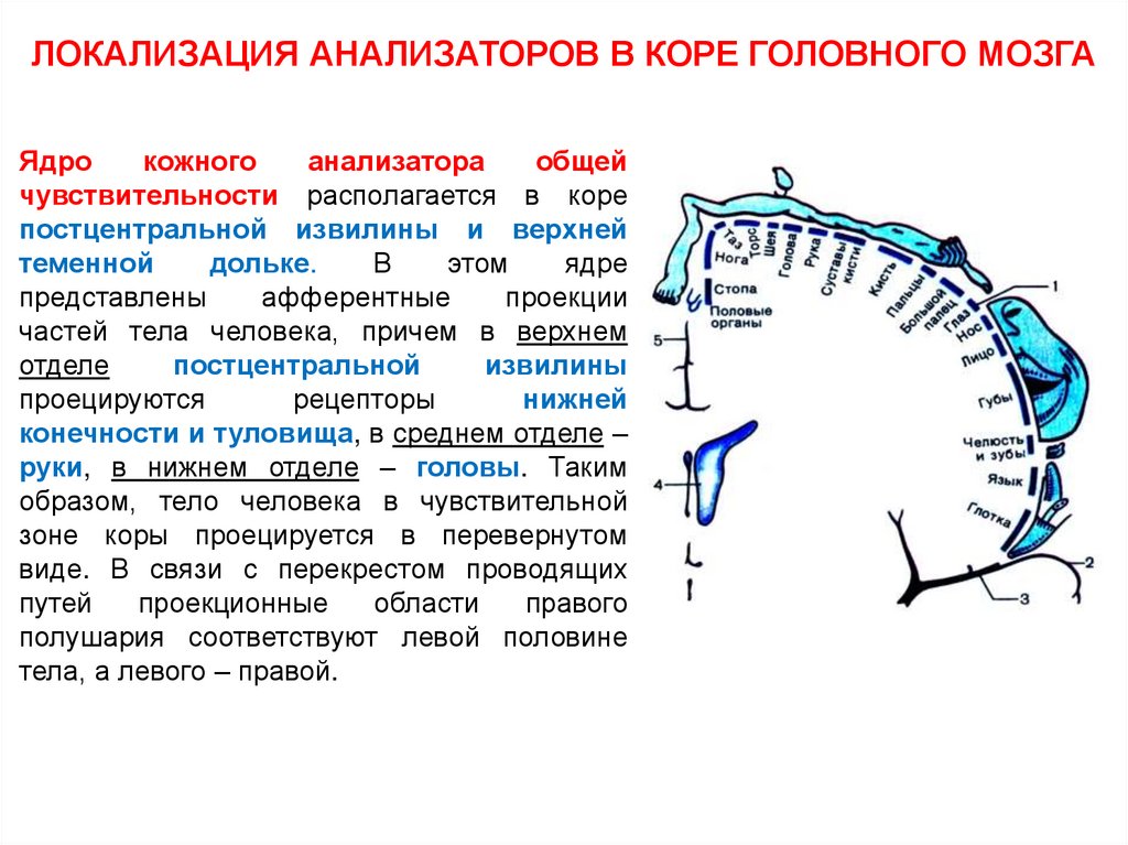 Возникновение коры головного мозга. Прецентральная и постцентральная извилина. Цитоархитектоника спинного мозга. Цитоархитектоника коры головного мозга. Проводящие пути конечного мозга.