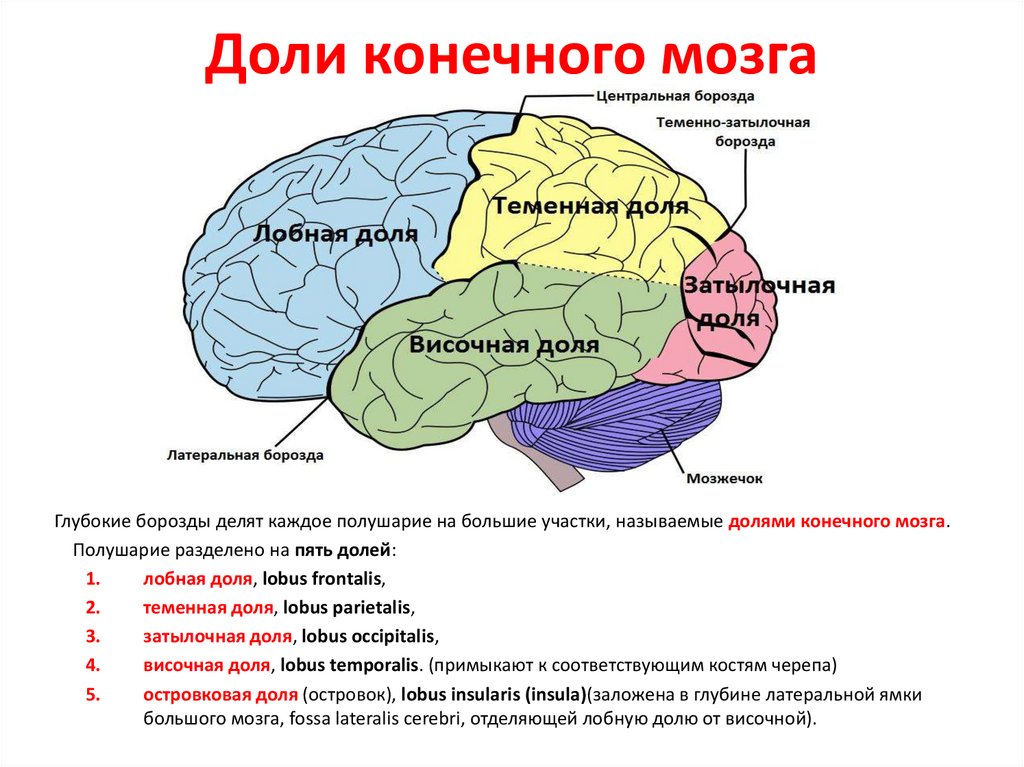 Развитие долей мозга. Доли конечного мозга и их функции. 5 Долей конечного мозга.