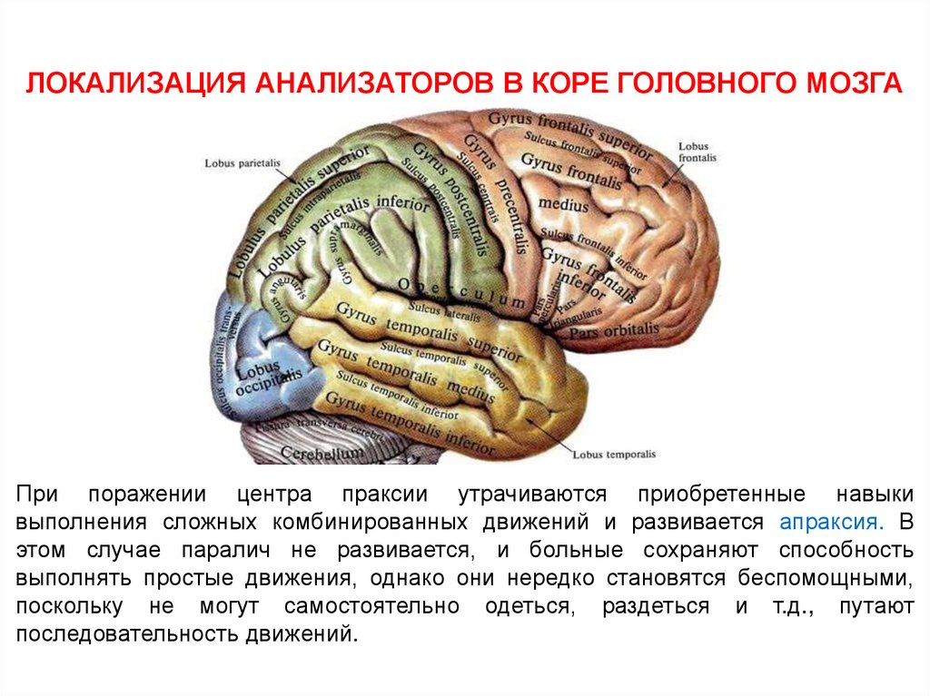 Конечный мозг схема