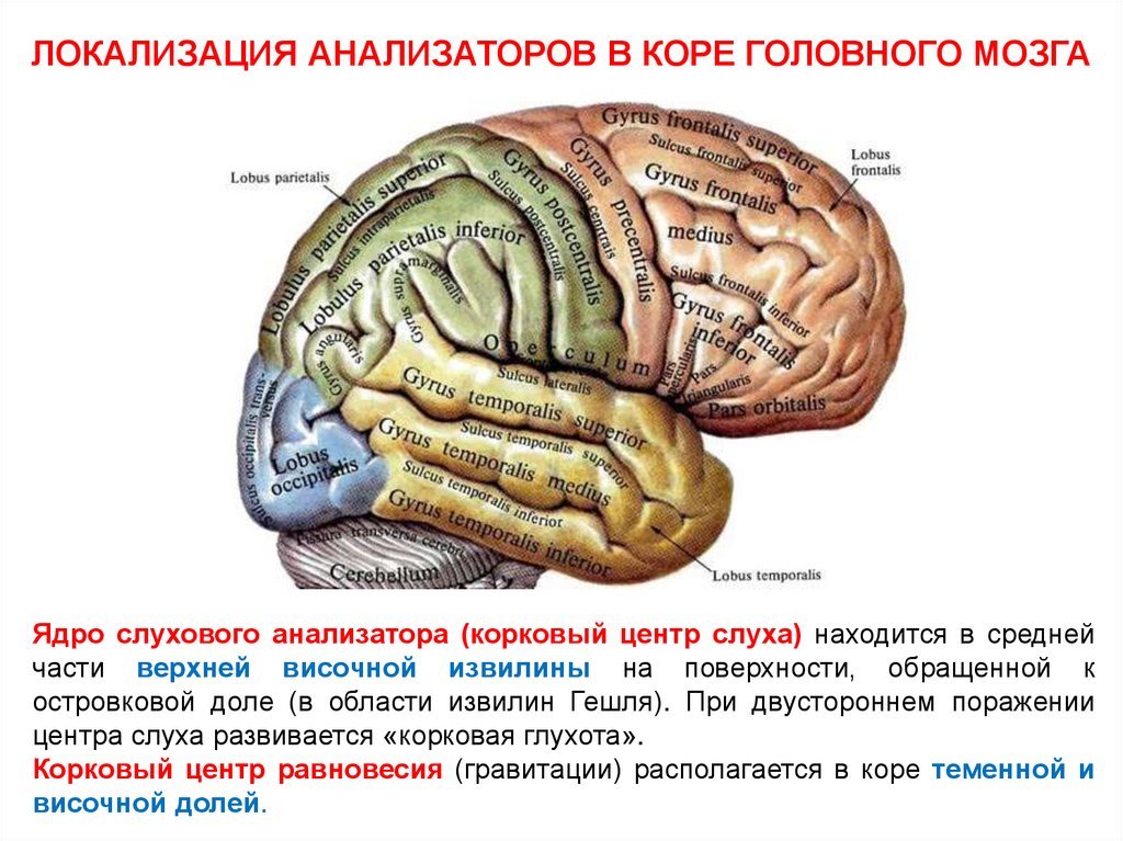 Центры анализаторов в коре головного мозга