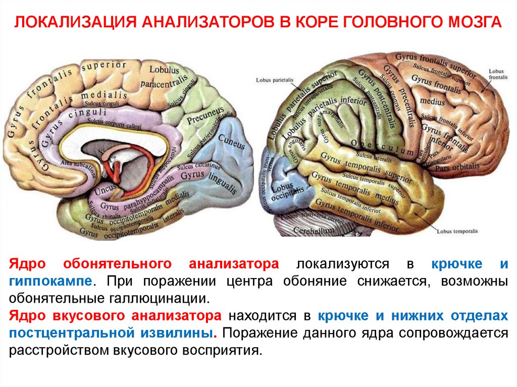 Конечный мозг анатомия презентация