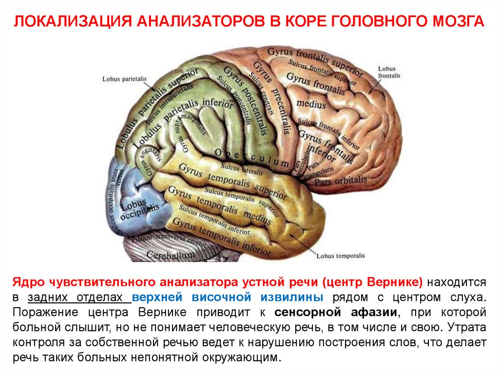 Конечный мозг презентация по анатомии